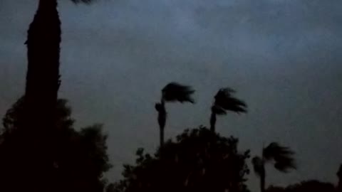 Windy palms