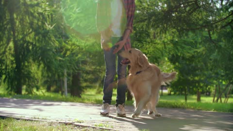 dog playing with his owner