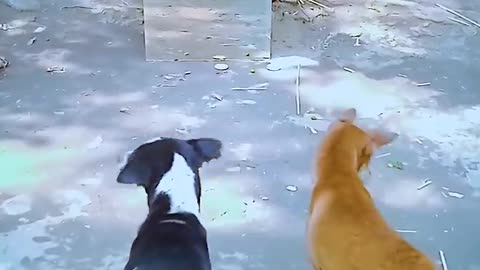 Dog mirroring funny