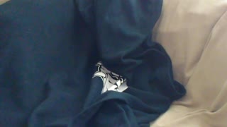 Dog stays under blanket while owner talks to her