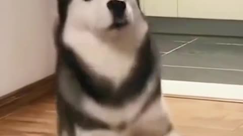 Funny Dancing by Dog