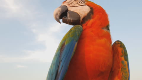 Close Up Of Blue And Gold Macaw Parrot 2021