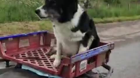 Watch This SheepDog Work Hard On The Farm!