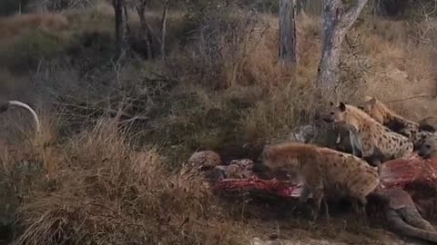 HUGE gang of hyenas chase lioness