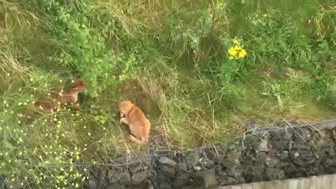 Seconds the cat will be eaten by Fox