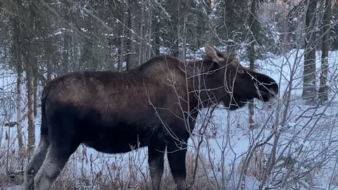 Another Moose in Houston, Alaska