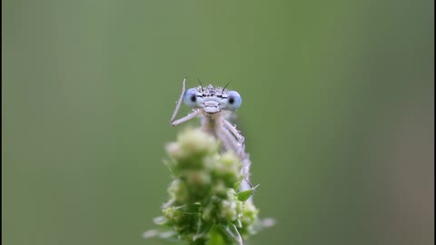 A bug greeting