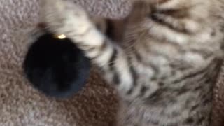 Cute Playful Bengal Jungle Kitten