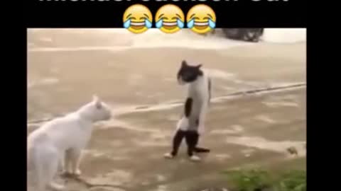 Michael Jackson Cat, Funny Cats, Funny Animals