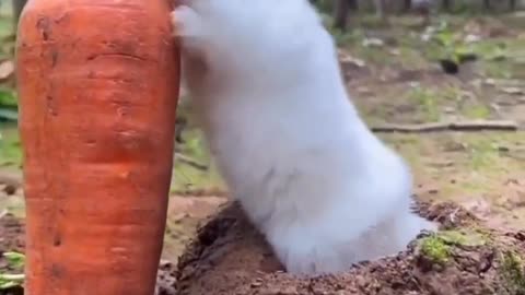 Rabbit 🐇 eating carrot 🥕🥕🥕🥕🥕 funny video 😂😂