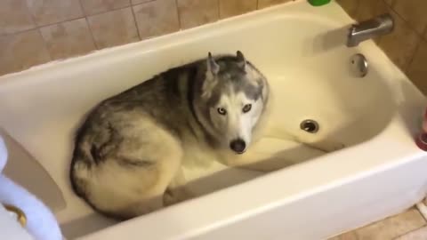 Husky throws hilarious temper tantrum