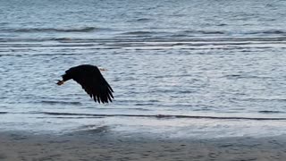 Eagle and sunset