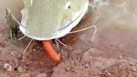 FISH EAT SAUSAGE