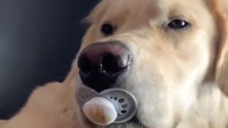 Sweet Pup Suckles on Binky