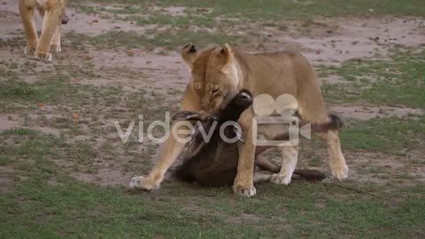African Lion, panthera leo, Female with a Kill, a Wildebest, Masai Mara Park in Kenya, Real Time 4K