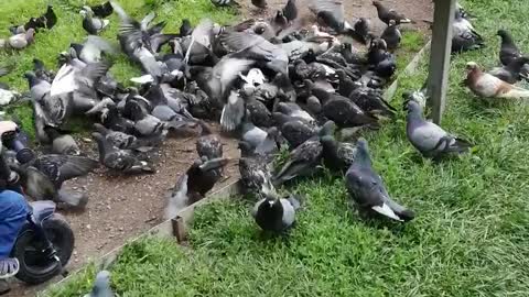 A lot of pigeons flew in for food.