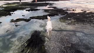 A Dog trying to save a fish's life