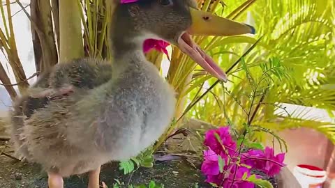 Photo essay with the duckling