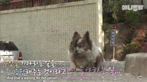 Perrita lleva 10 años esperando a su familia en la entrada de un edificio, pero jamás regresarán