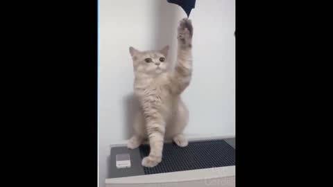 When kittens dance together!!