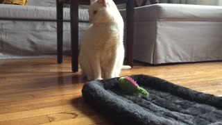 How to entertain your cat 1: Lizard Toy and Chirp Bird