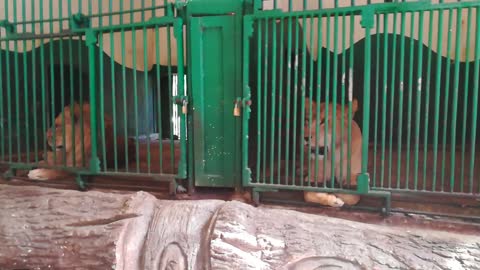 Separated Lion Got Depressed Of Female Fight