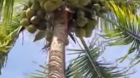 Man Climbs Up A Coconut Tree Without Tools