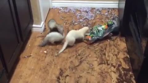 Aftermath of unsupervised ferrets 🐭