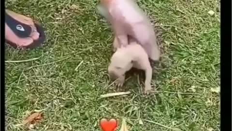 humanity is alive dog emotional😢 video