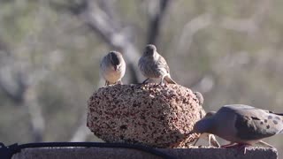 Backyard Buddies