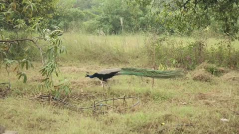 Peacocks showing their beautiful feathers