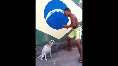 Perrito Bailando en Brasil a lo grande