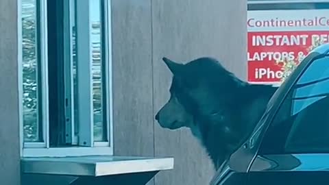 Patient Husky Gets His Daily Puppuccino
