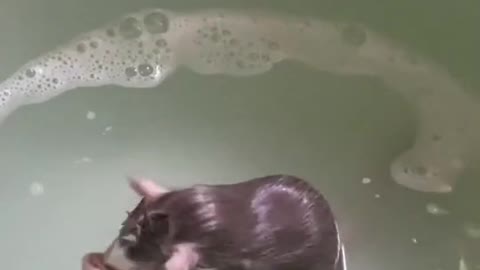 Have you ever seen a mouse take a bath?