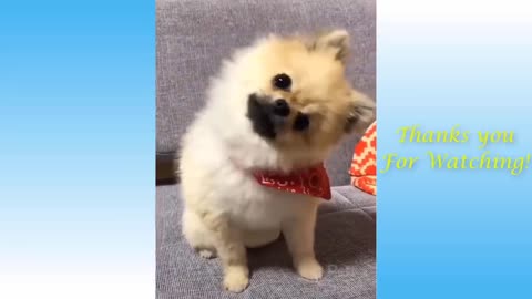 Cute Pets - Funny compilation 2021