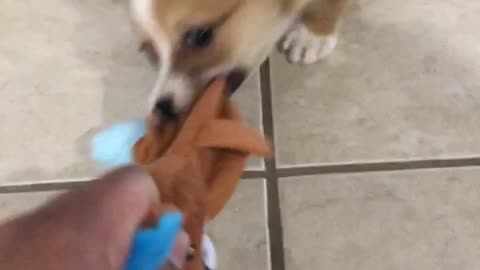 Puppy corgi plays tug-of-war with bear toy
