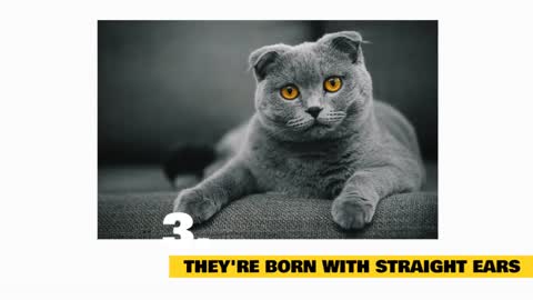 Facts about Scottish Fold Cats