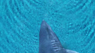 Shark swimming behind the woman