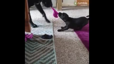 Determined puppy plays tug-of-war with much bigger dog 2020