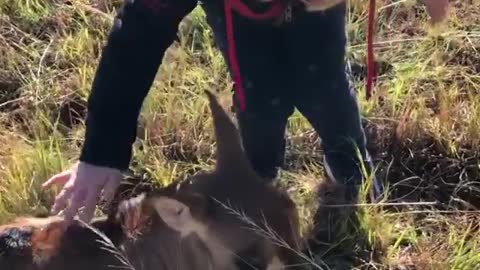 Niece Luice touches small baby marcilino miniature donkey on twiliob farm