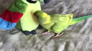 Talking parrot plays peekaboo with parrot stuffed animal