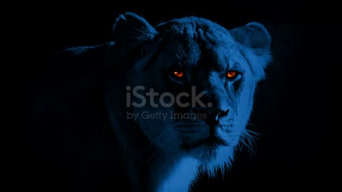 Lioness With Burning Bright Eyes At Night