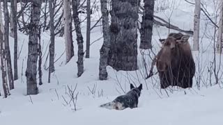 Moose Ignores Dog, Dog Ignores Human