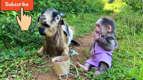 Bibi goes to pick grapes to feed the goat