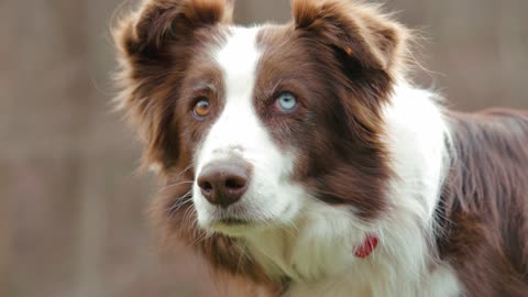 OMG ! dog with blue and brown eyes