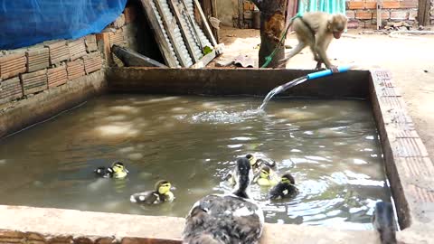 Many ducks in a pool party oh yeahh