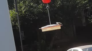 More hummingbirds from this year 1