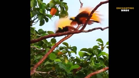 Exotic Birds Singing in Nature