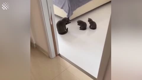 Mother cat teaches kittens how to wash their faces