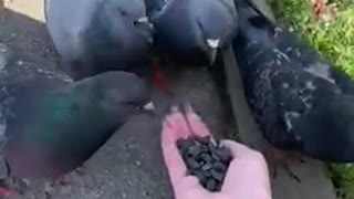 pigeons eat from hand
